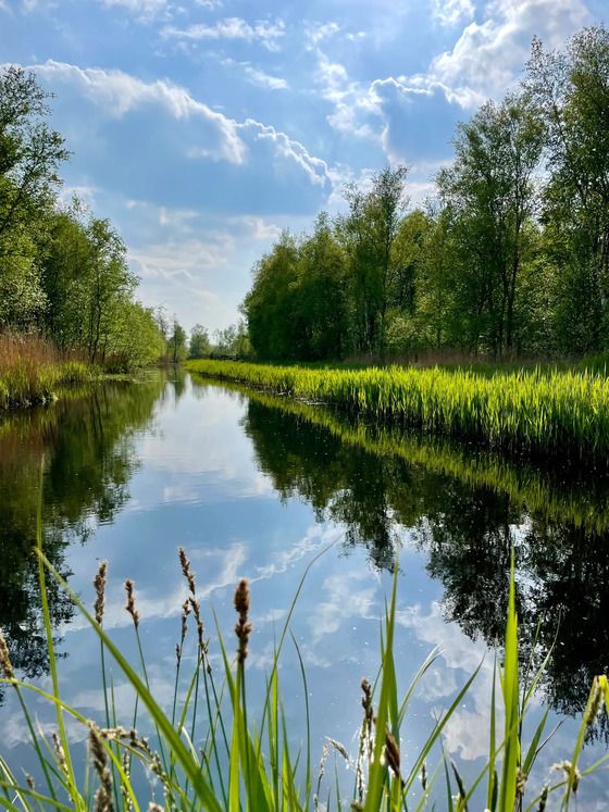 Spiegelglad water in de Alde Feanen